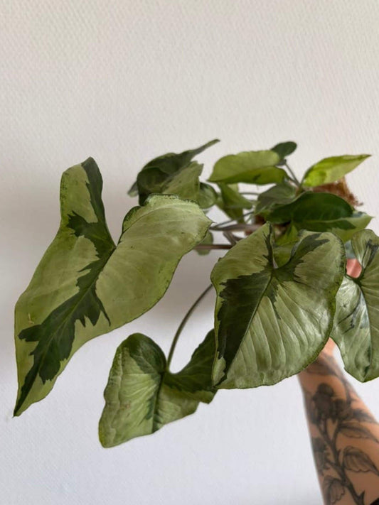 Syngonium Three Kings cutting