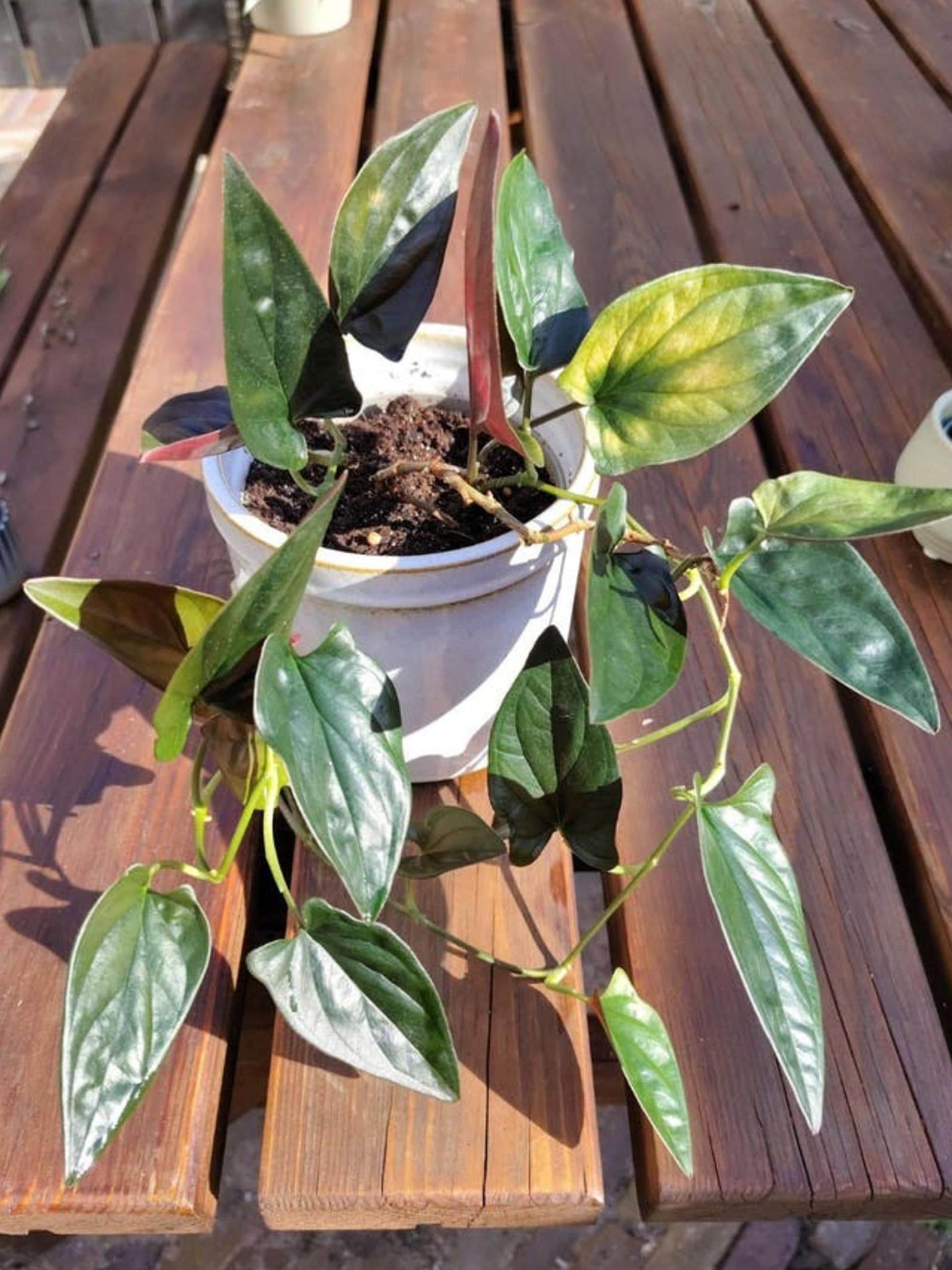 Syngonium Red Arrow cutting
