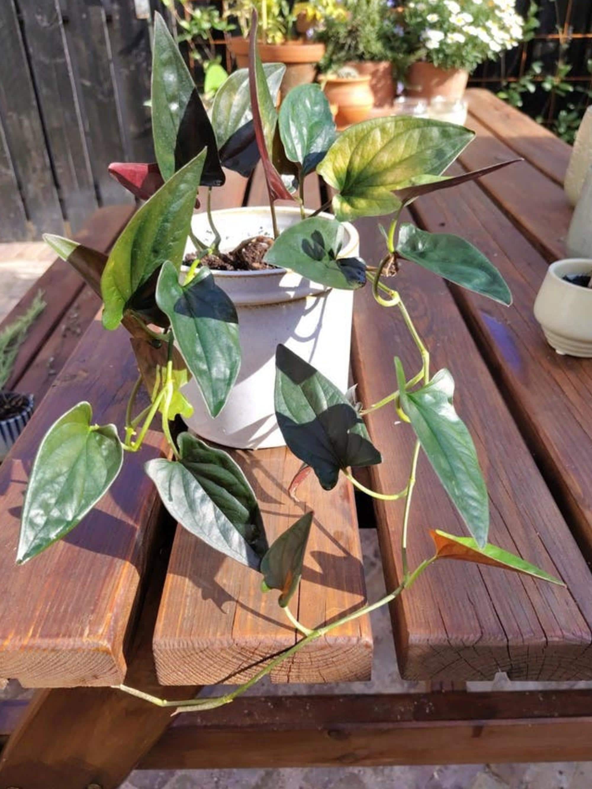 Syngonium Red Arrow cutting