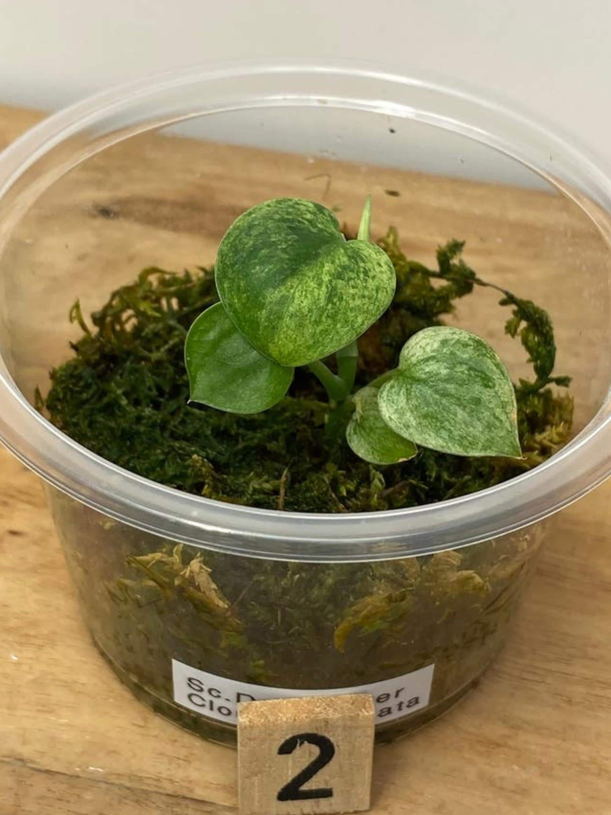 Scindapsus Dark Silver Cloud Variegata cutting