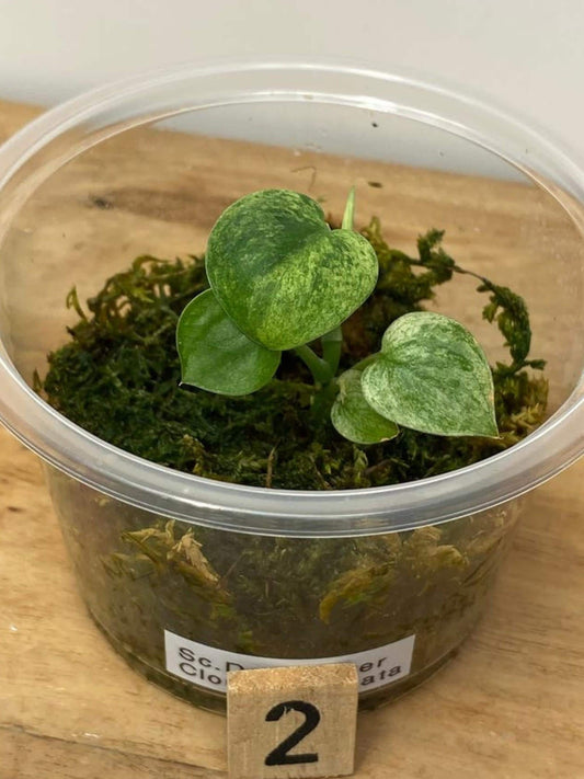 Scindapsus Dark Silver Cloud Variegata cutting