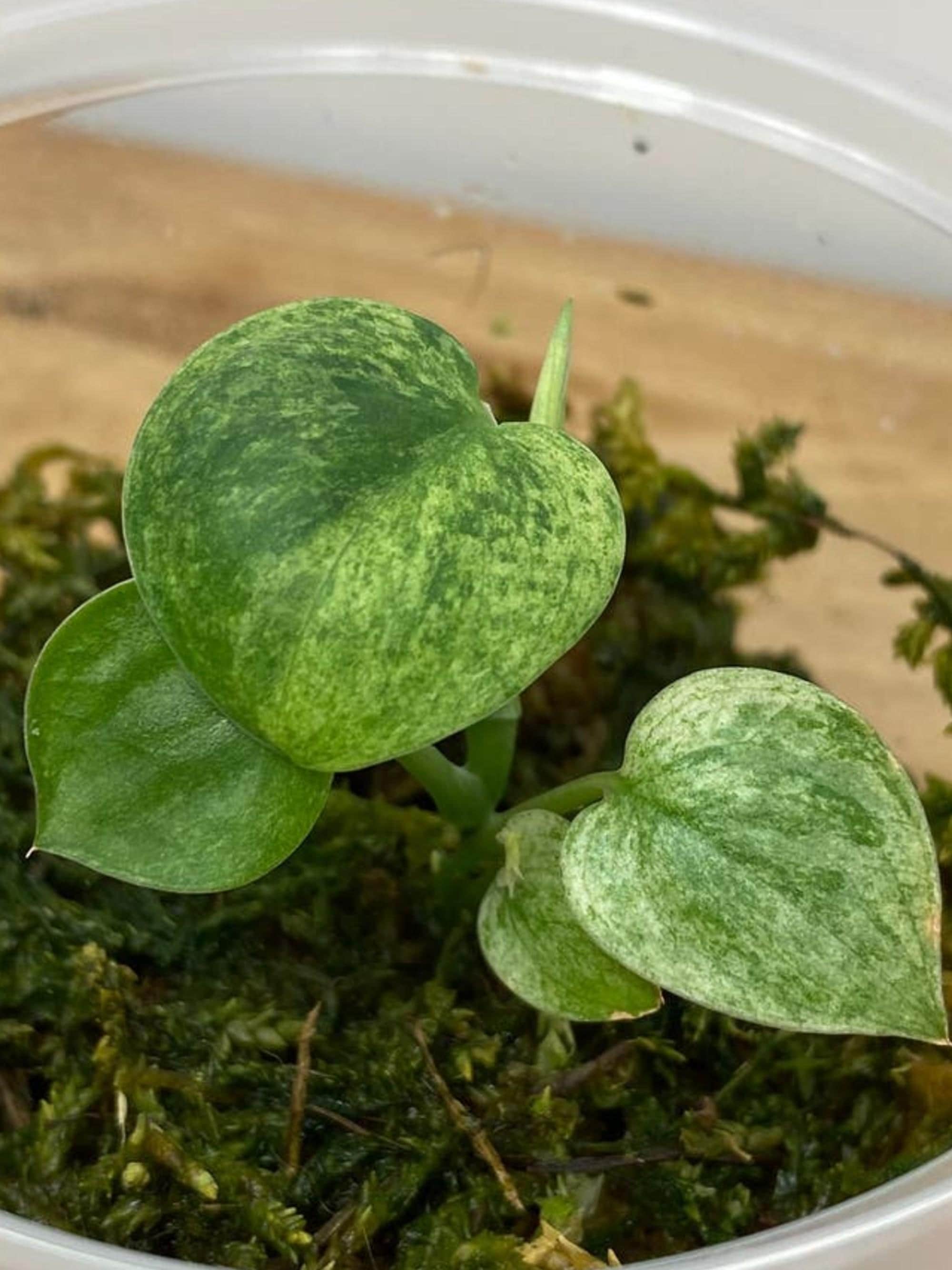Scindapsus Dark Silver Cloud Variegata cutting