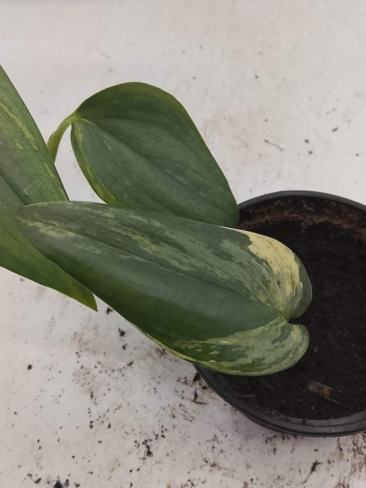 Scindapsus Hederaceus Blue Albo Variegata cutting