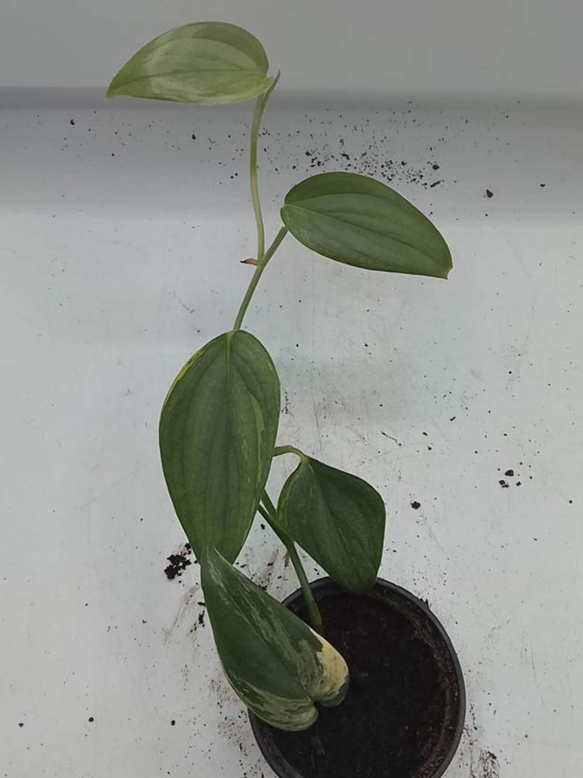 Scindapsus Hederaceus Blue Albo Variegata cutting