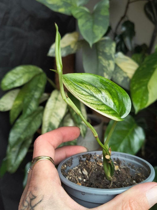 Scindapsus White Monster cutting