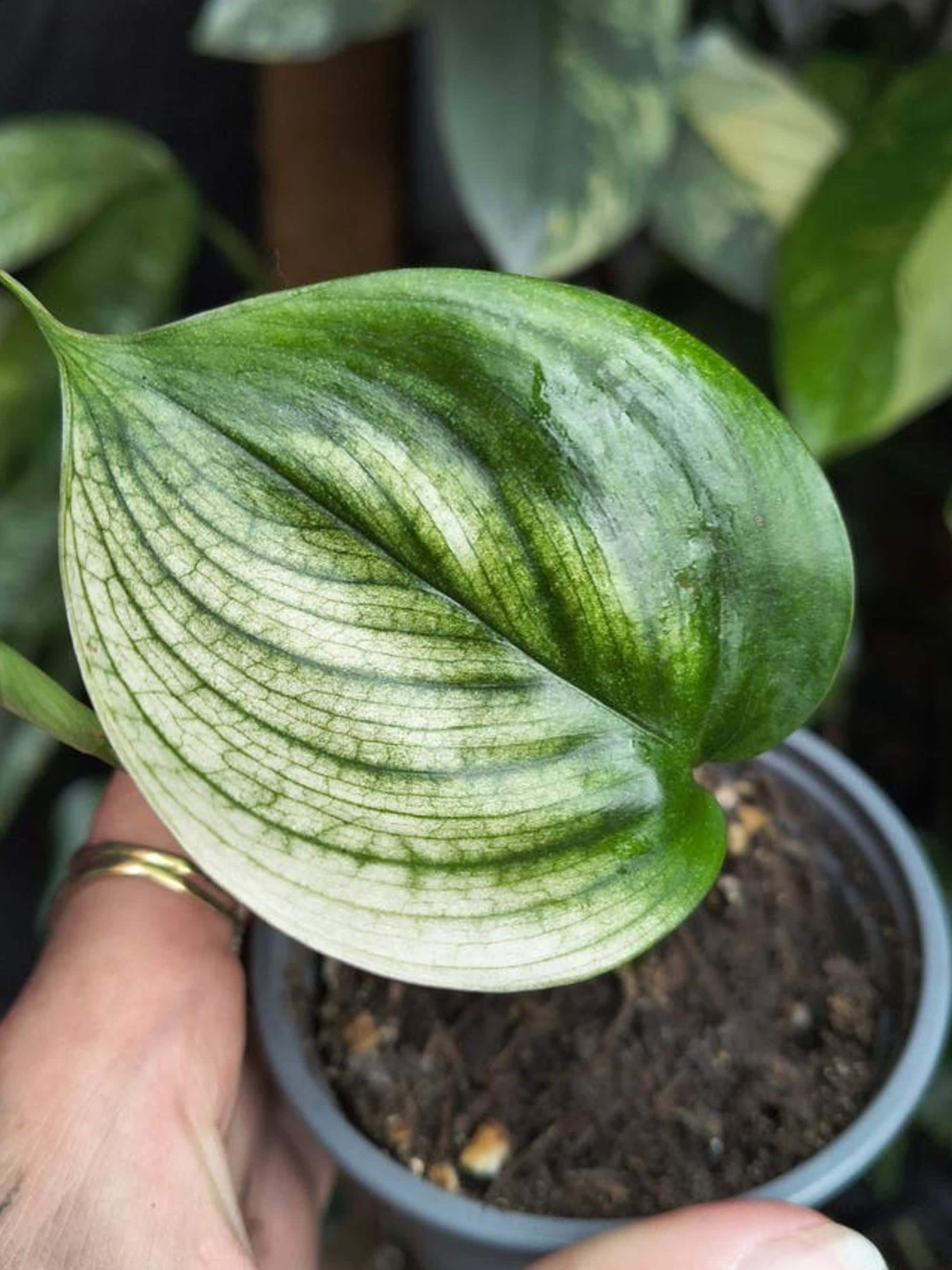 Scindapsus White Monster cutting