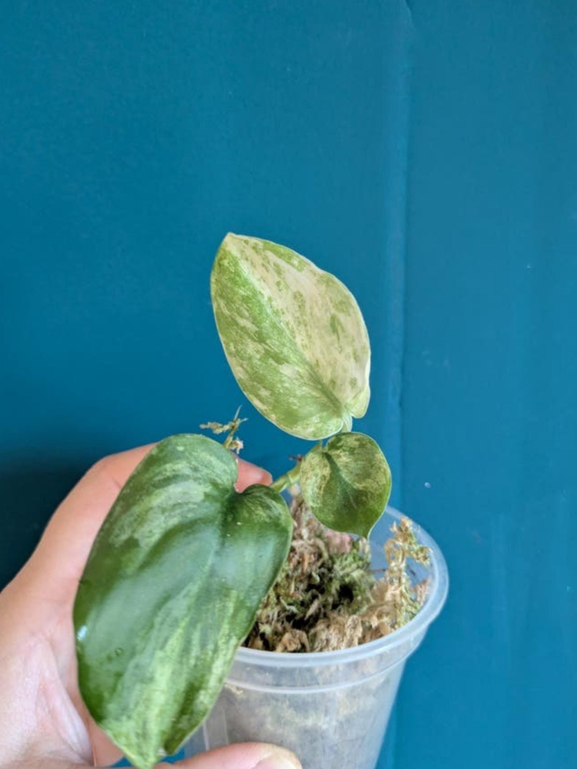 Scindapsus Mangurai Variegata cutting