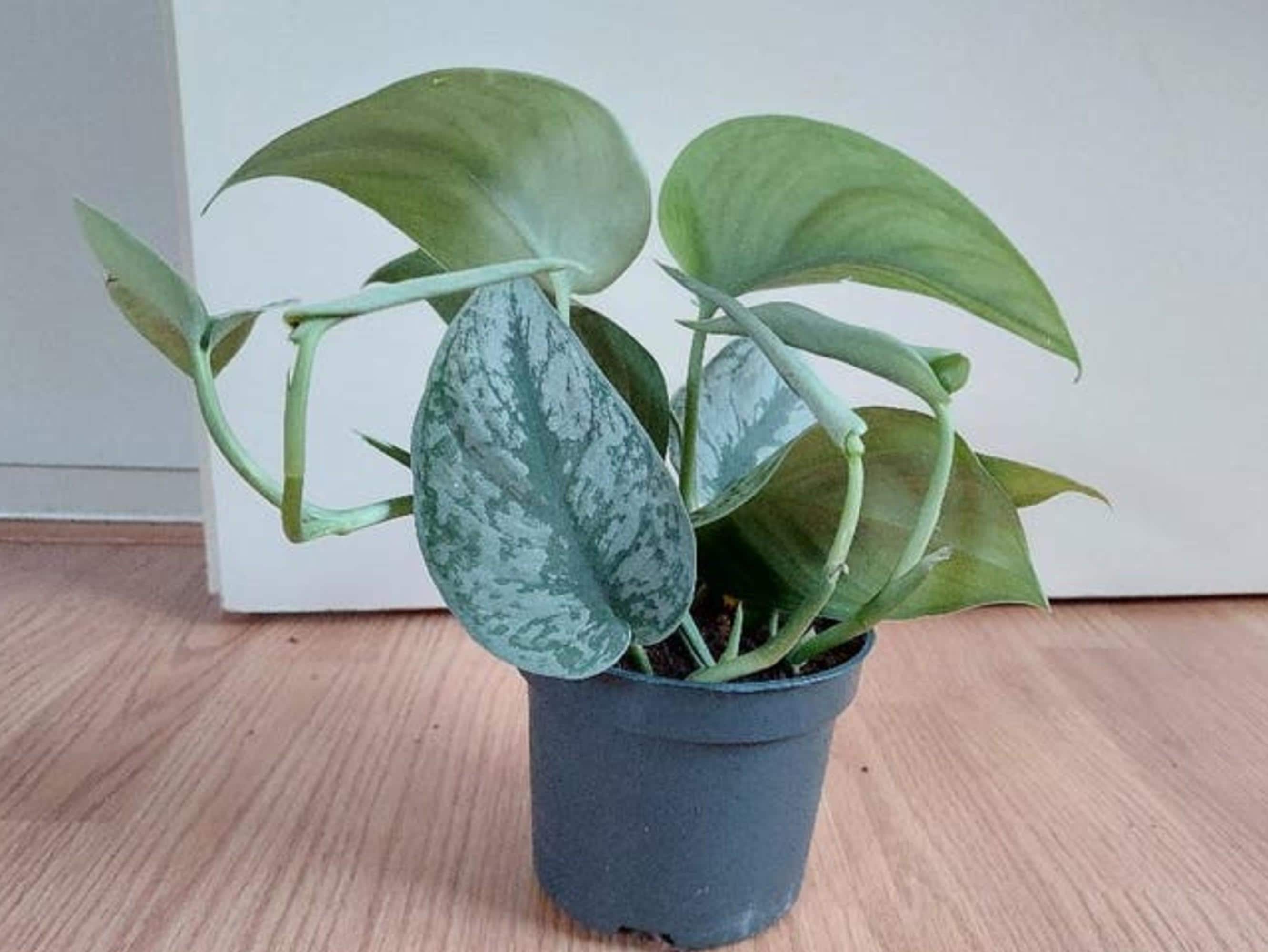 Scindapsus Pictus Trebie cutting
