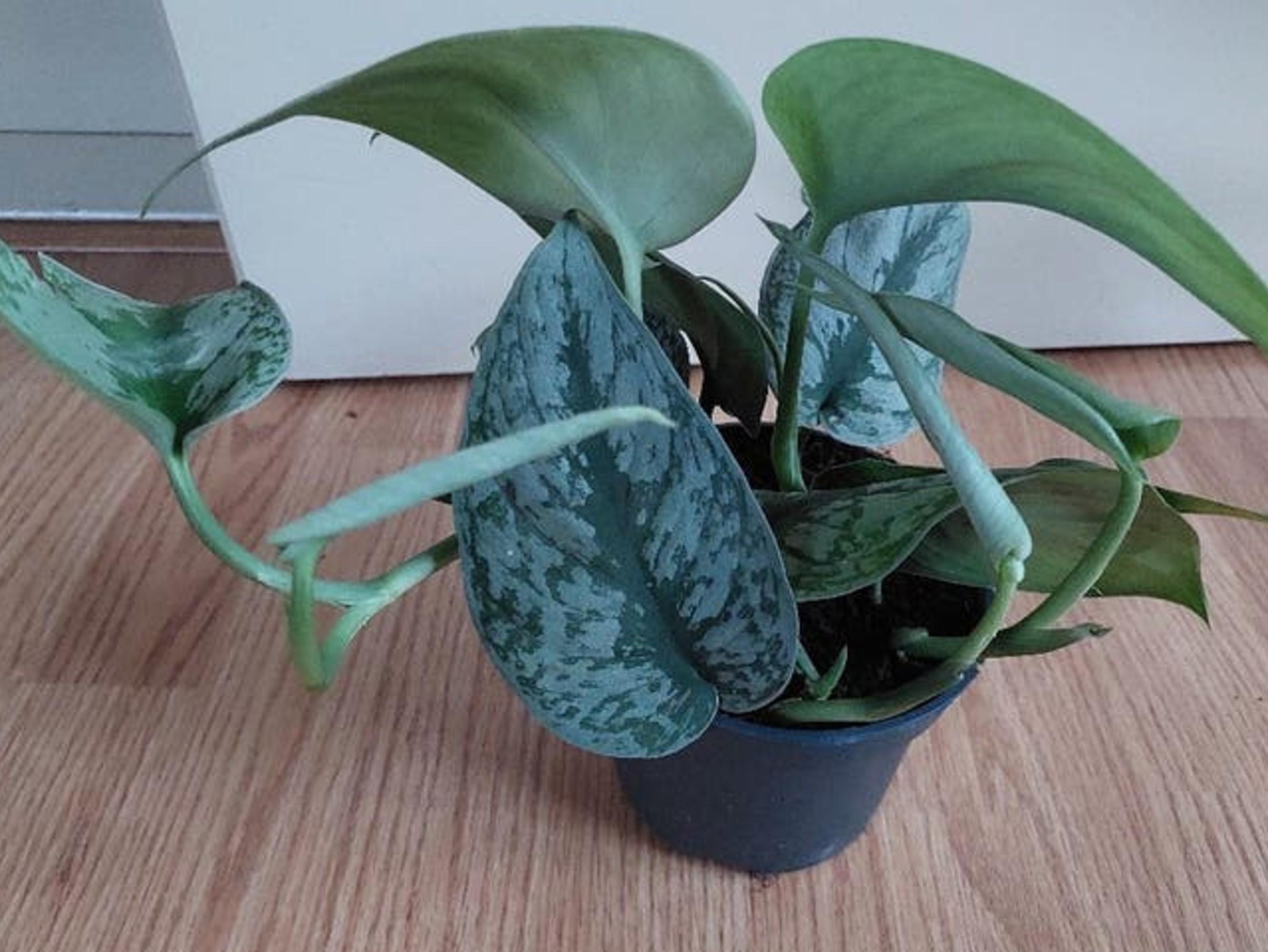 Scindapsus Pictus Trebie cutting