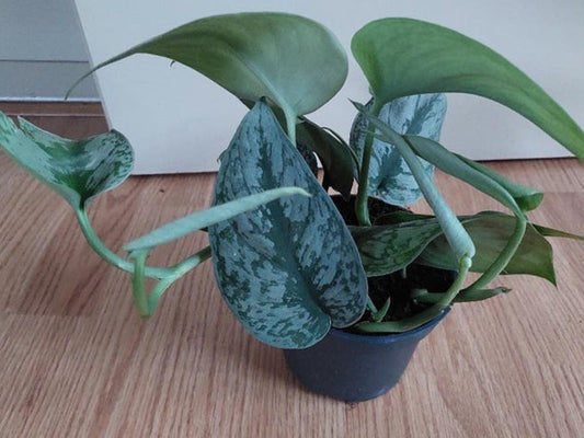 Scindapsus Pictus Trebie cutting