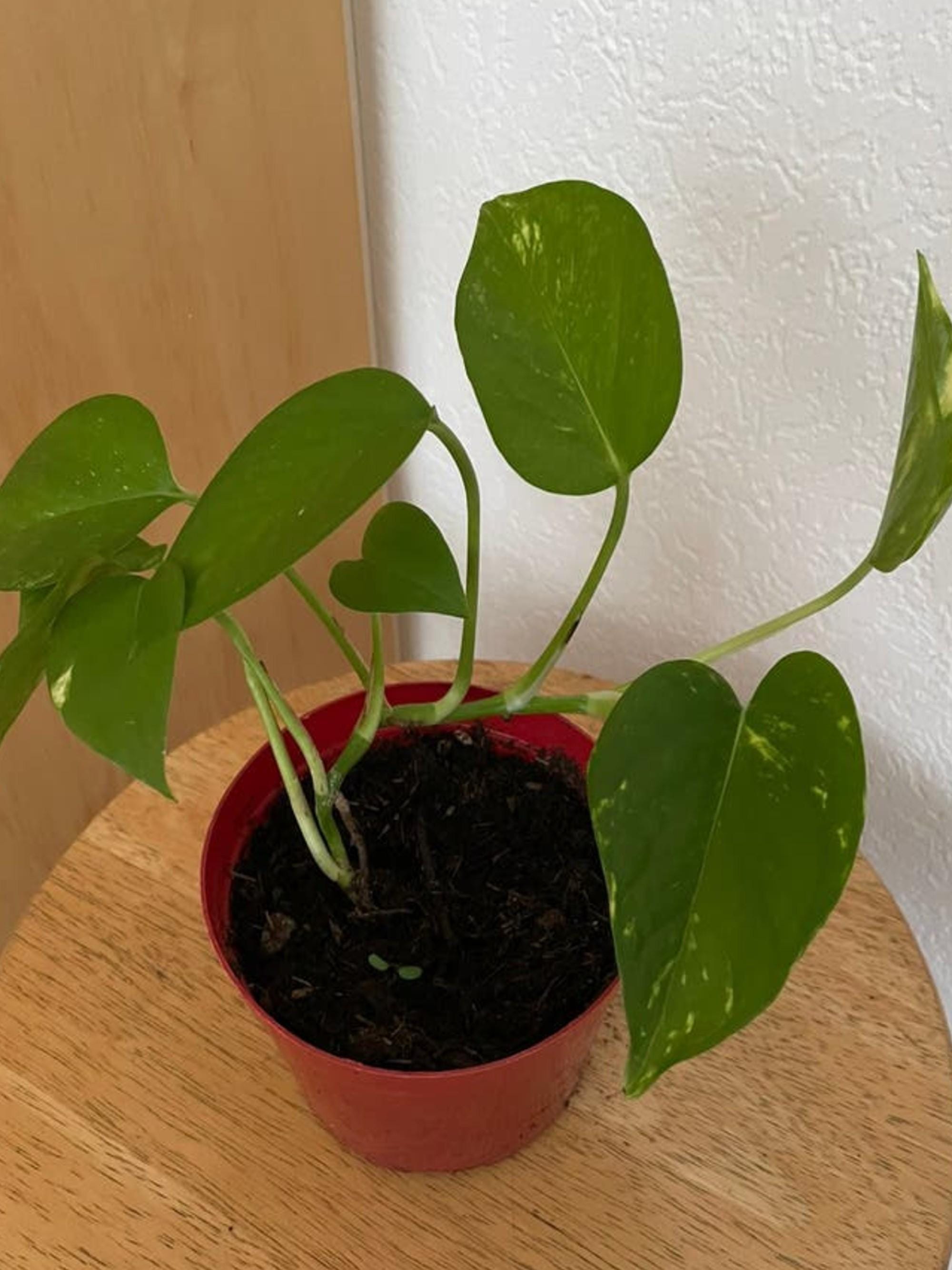Epipremnum Aureum Golden Pothos cutting