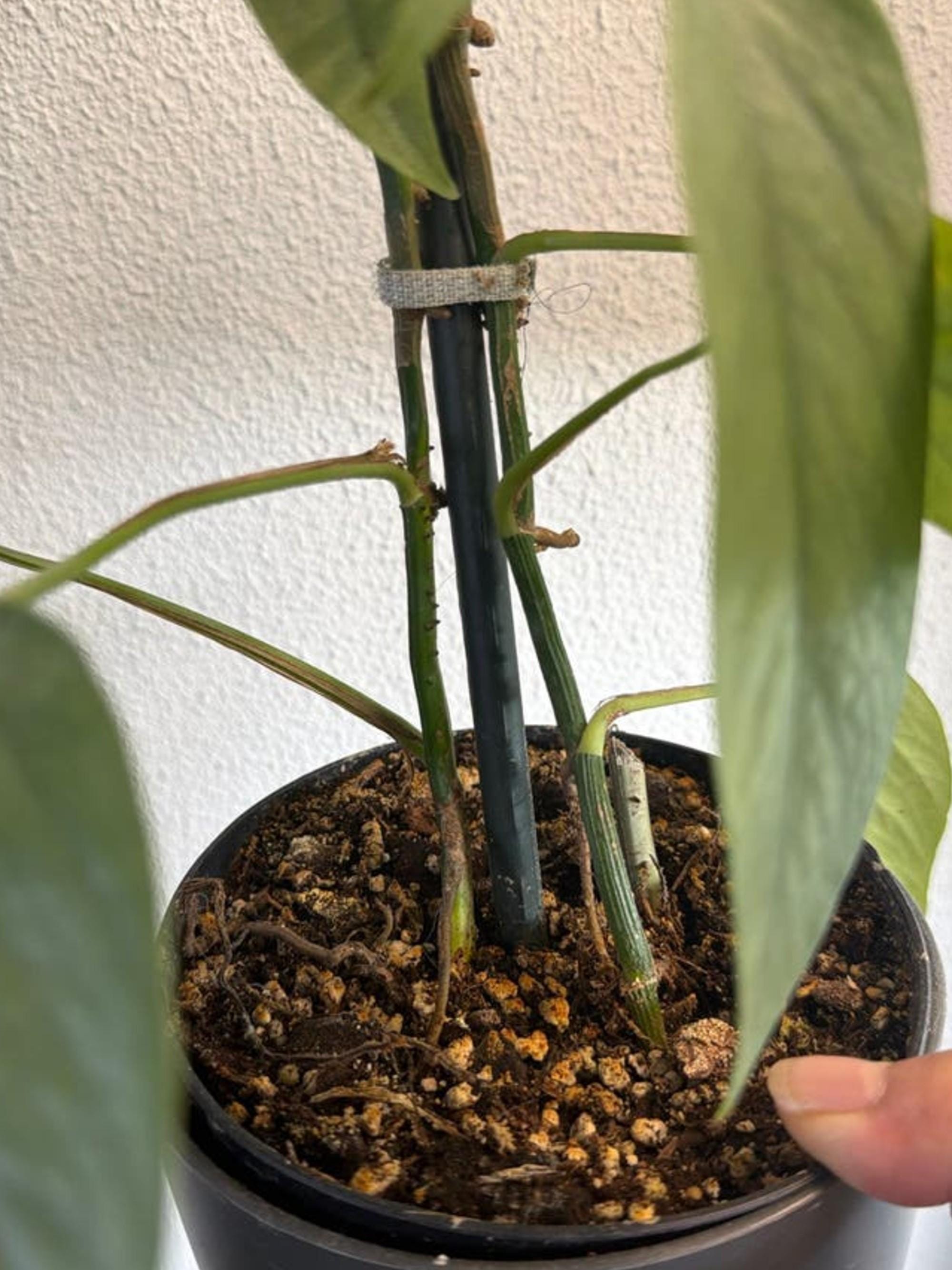 Epipremnum Pinnatum Cebu Blue cutting