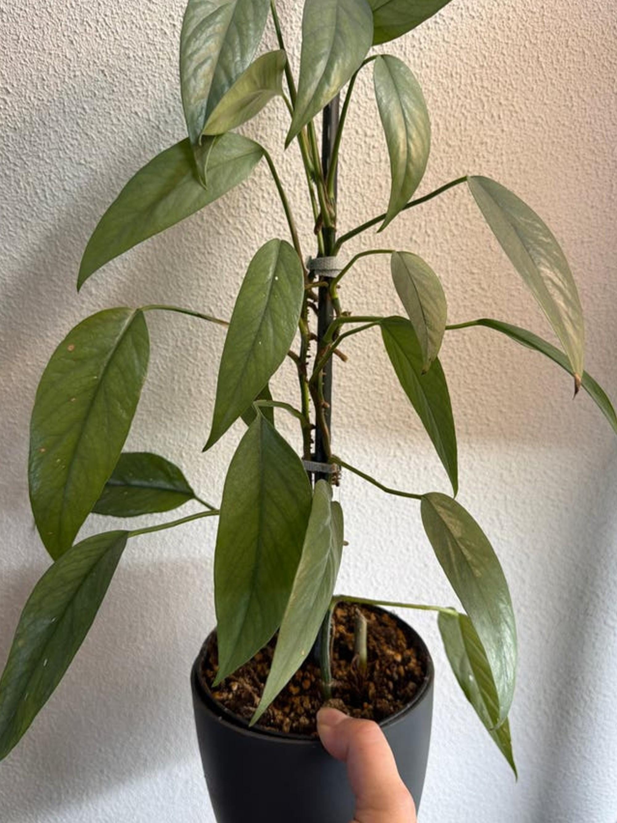 Epipremnum Pinnatum Cebu Blue cutting