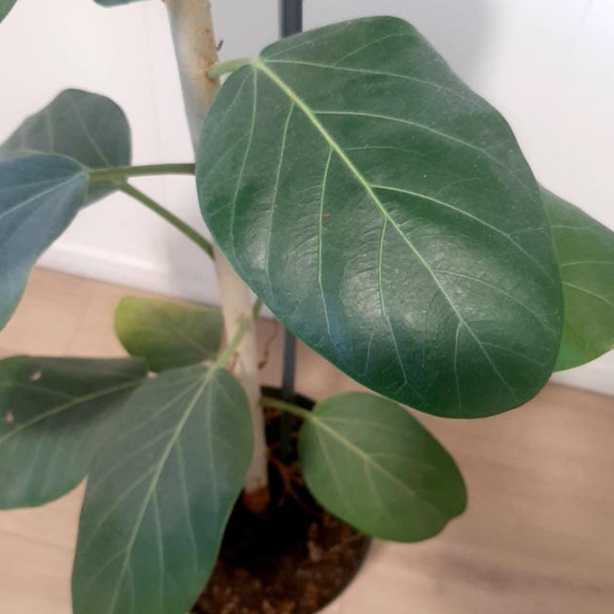 Ficus Audrey cutting