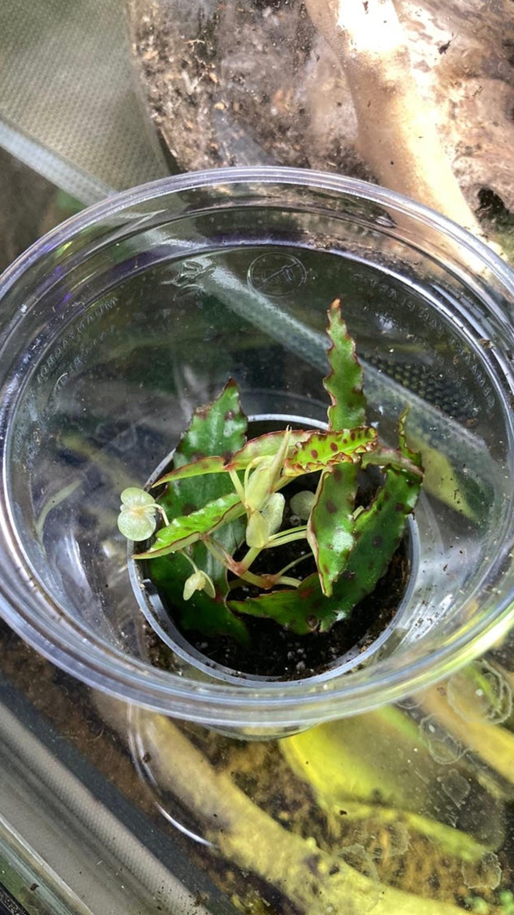 Begonia Amphioxus cutting