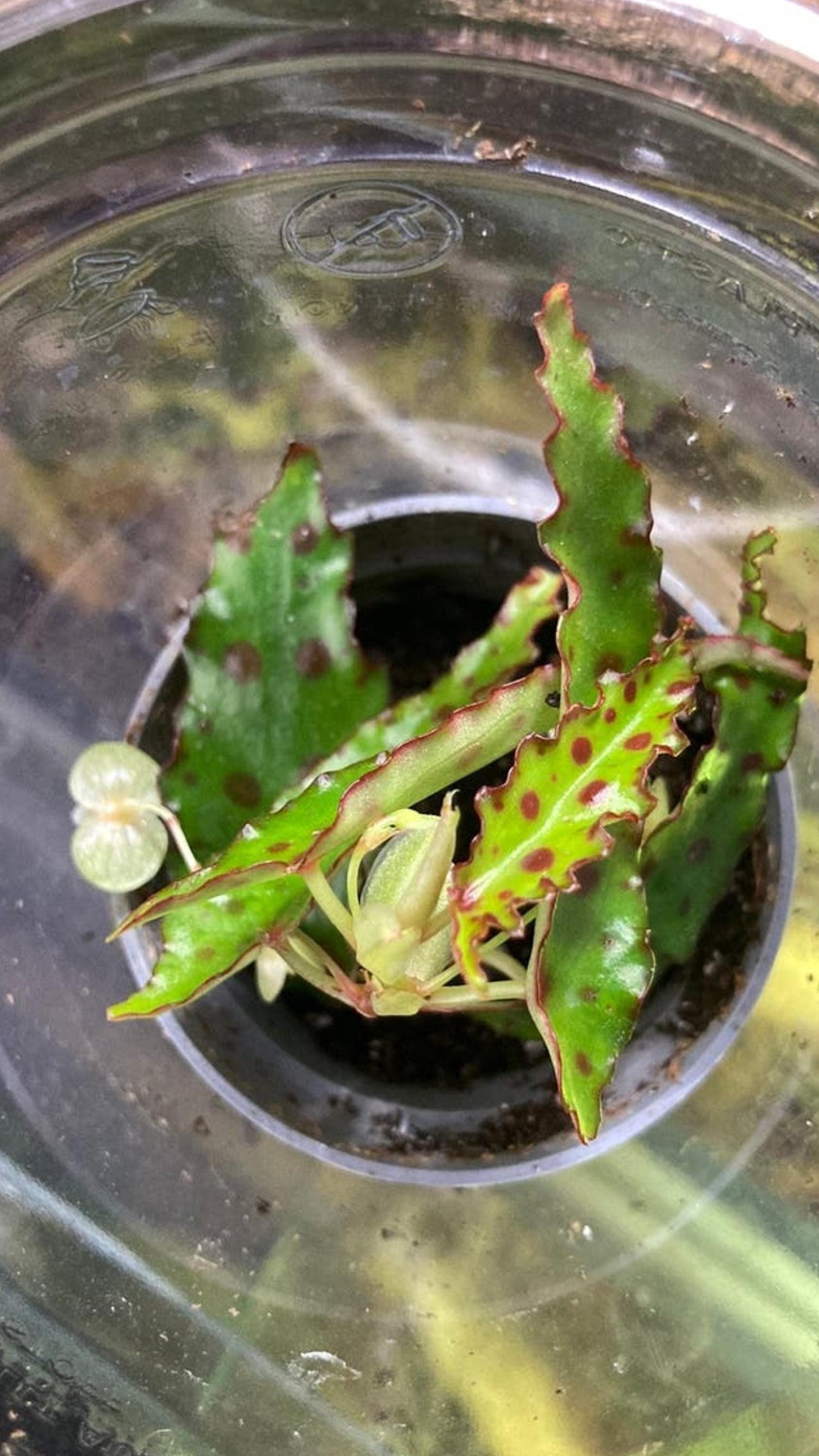 Begonia Amphioxus cutting