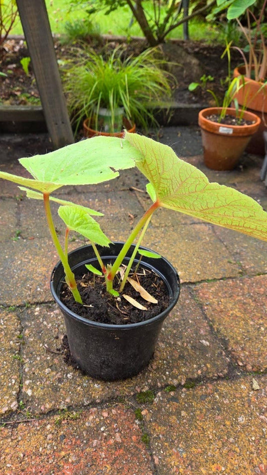 Begonia Grandis Torsa cutting