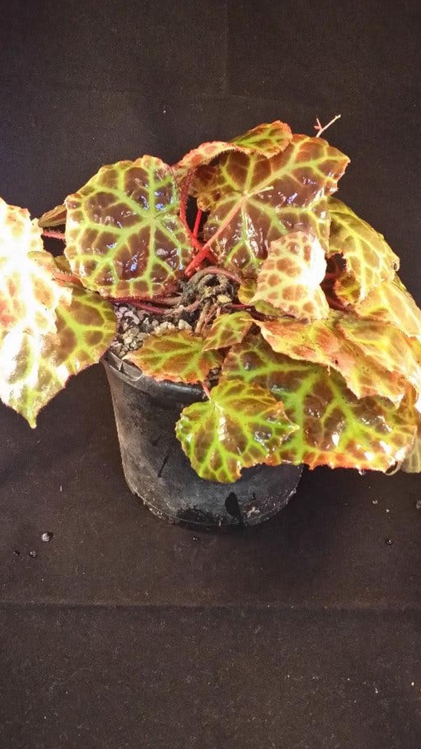 Begonia Rajah cutting