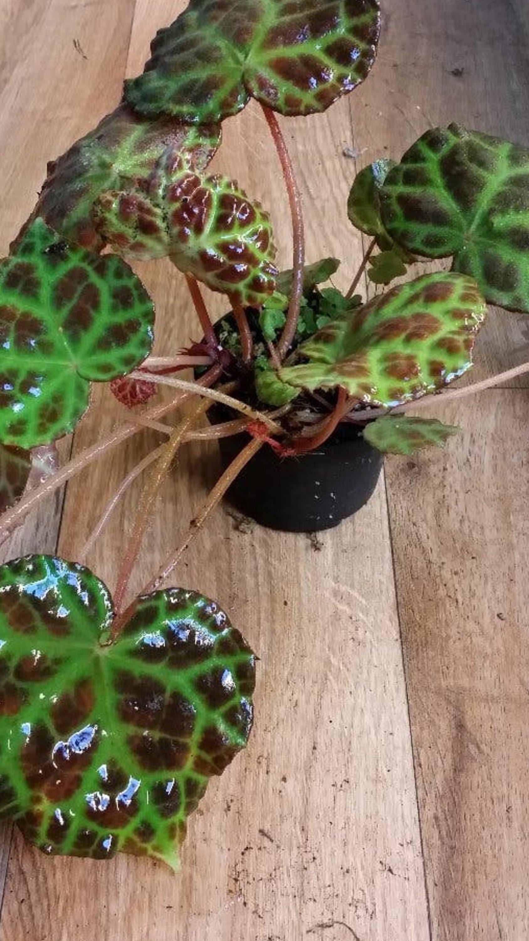 Begonia Rajah cutting