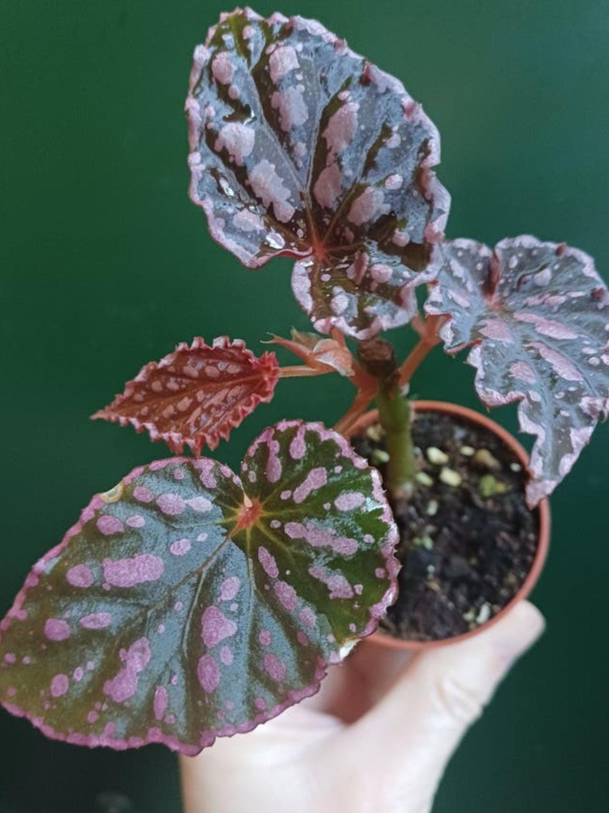 Begonia Chlorosticta x Negrosensis cutting