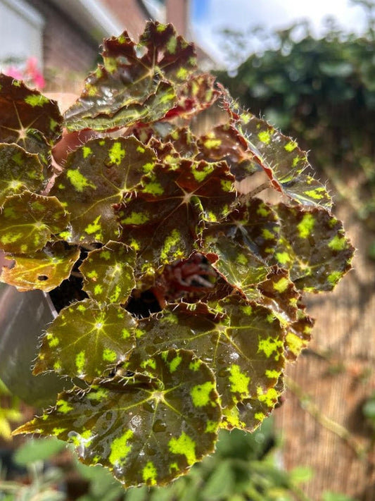 Begonia Tiger Paw cutting