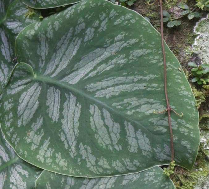 Monstera Dubia node cutting