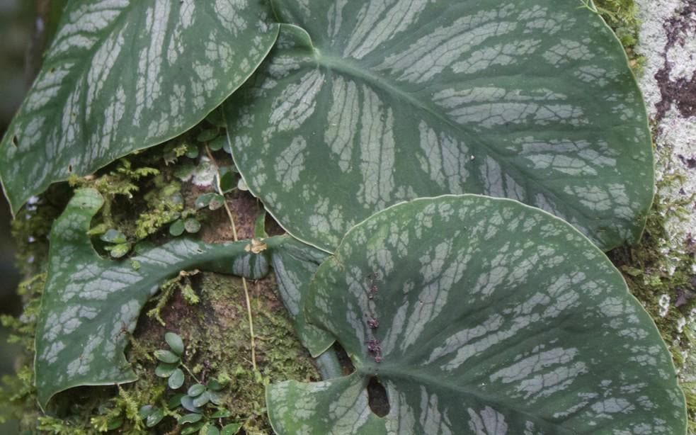 Monstera Dubia node cutting