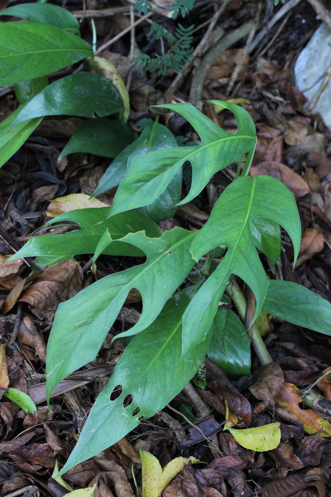 Epipremnum Pinnatum node cutting