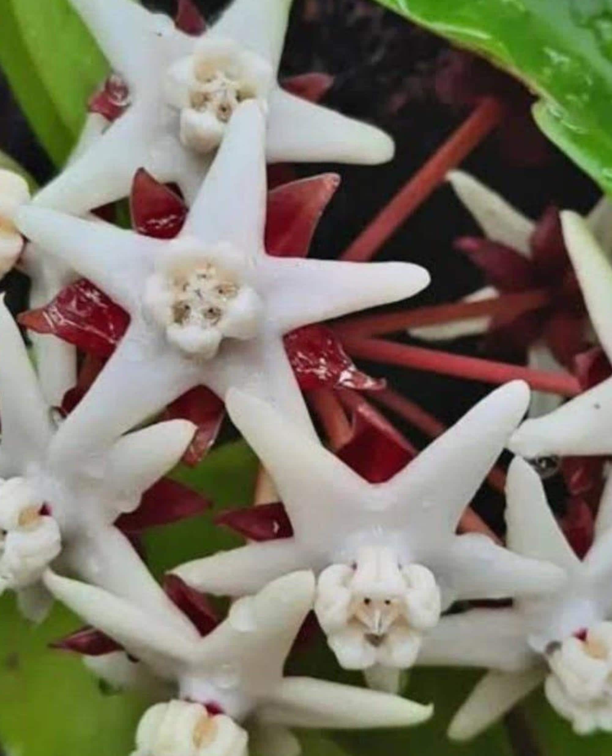 Hoya Albiflora Red cutting