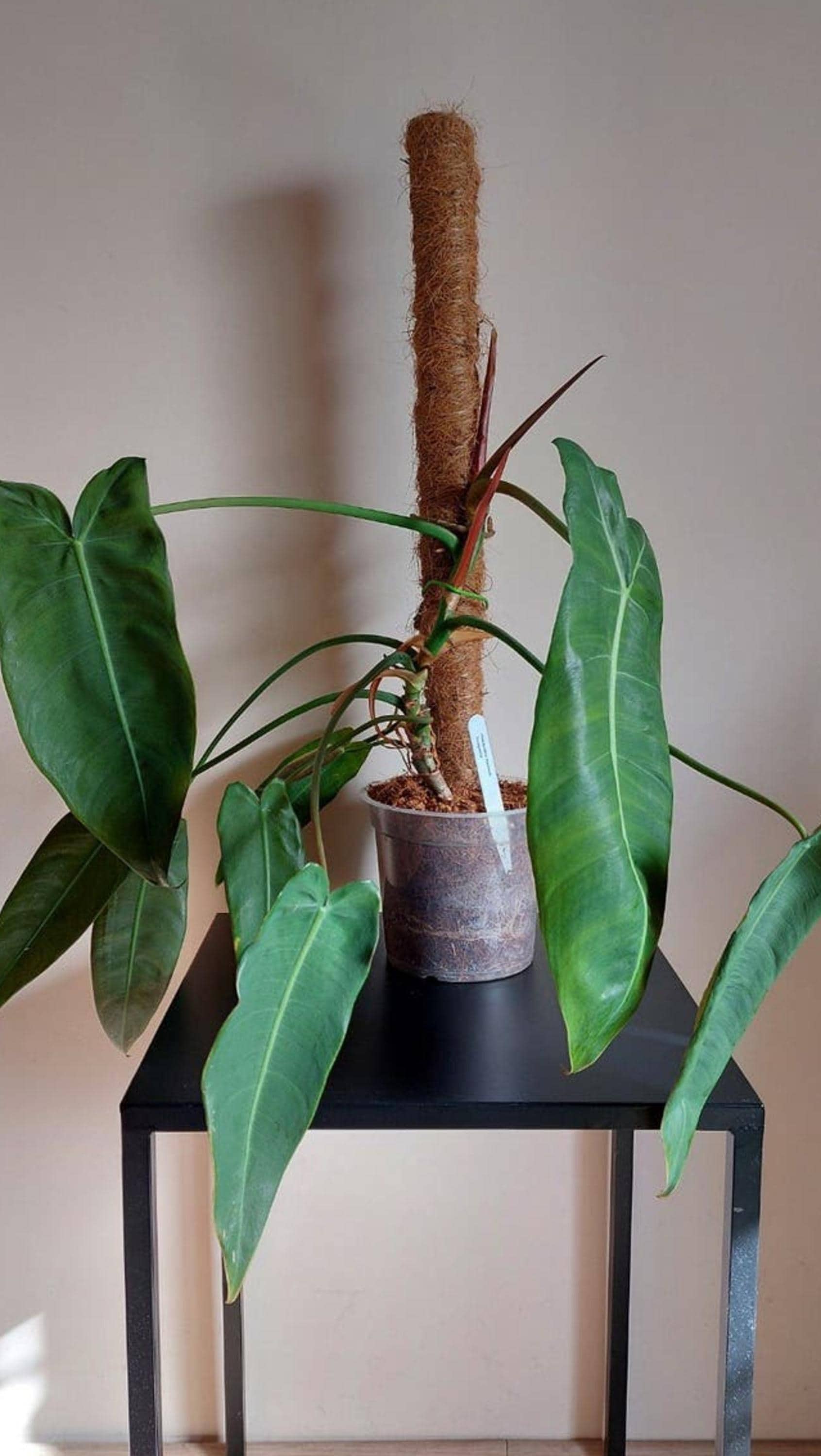 Philodendron Maximum Ecuagenera cutting