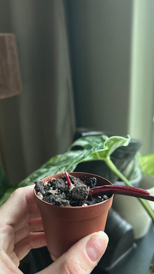Philodendron Pink Princess Galaxy cutting