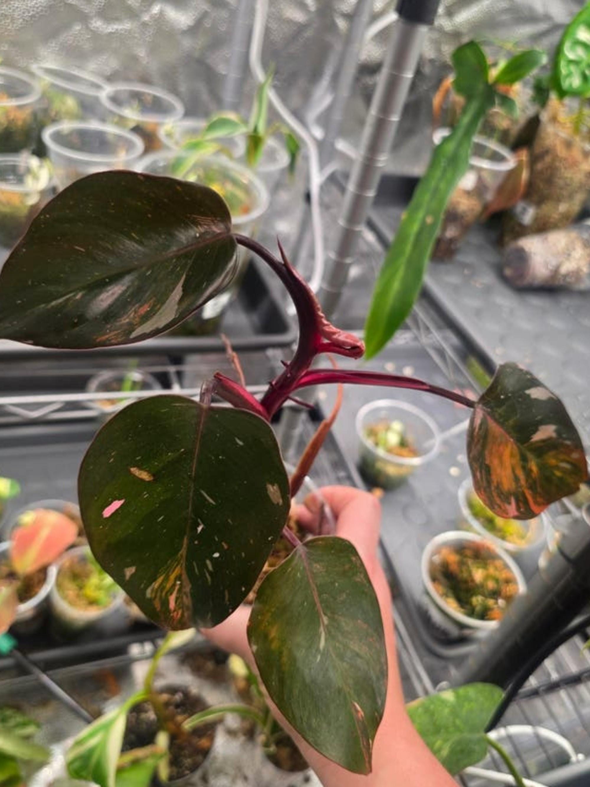 Philodendron Prince of Fire cutting