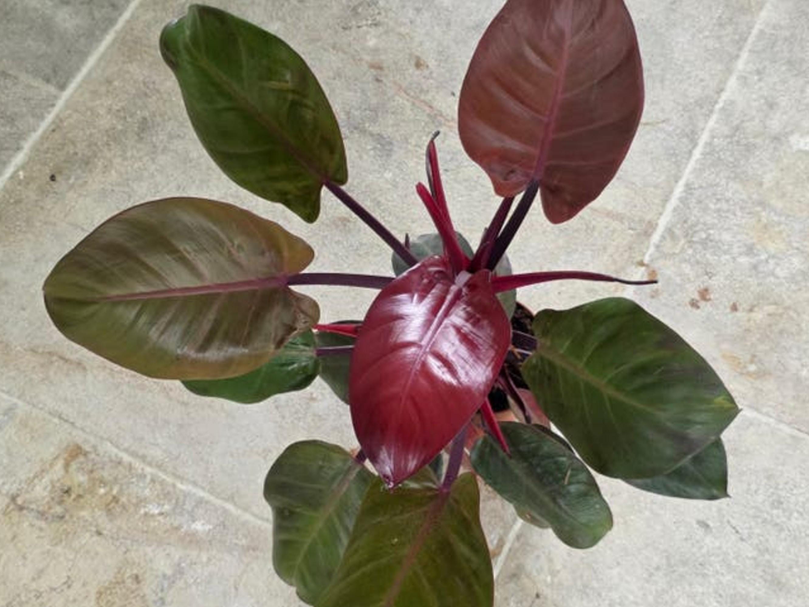 Philodendron Sunlight Red Sun cutting