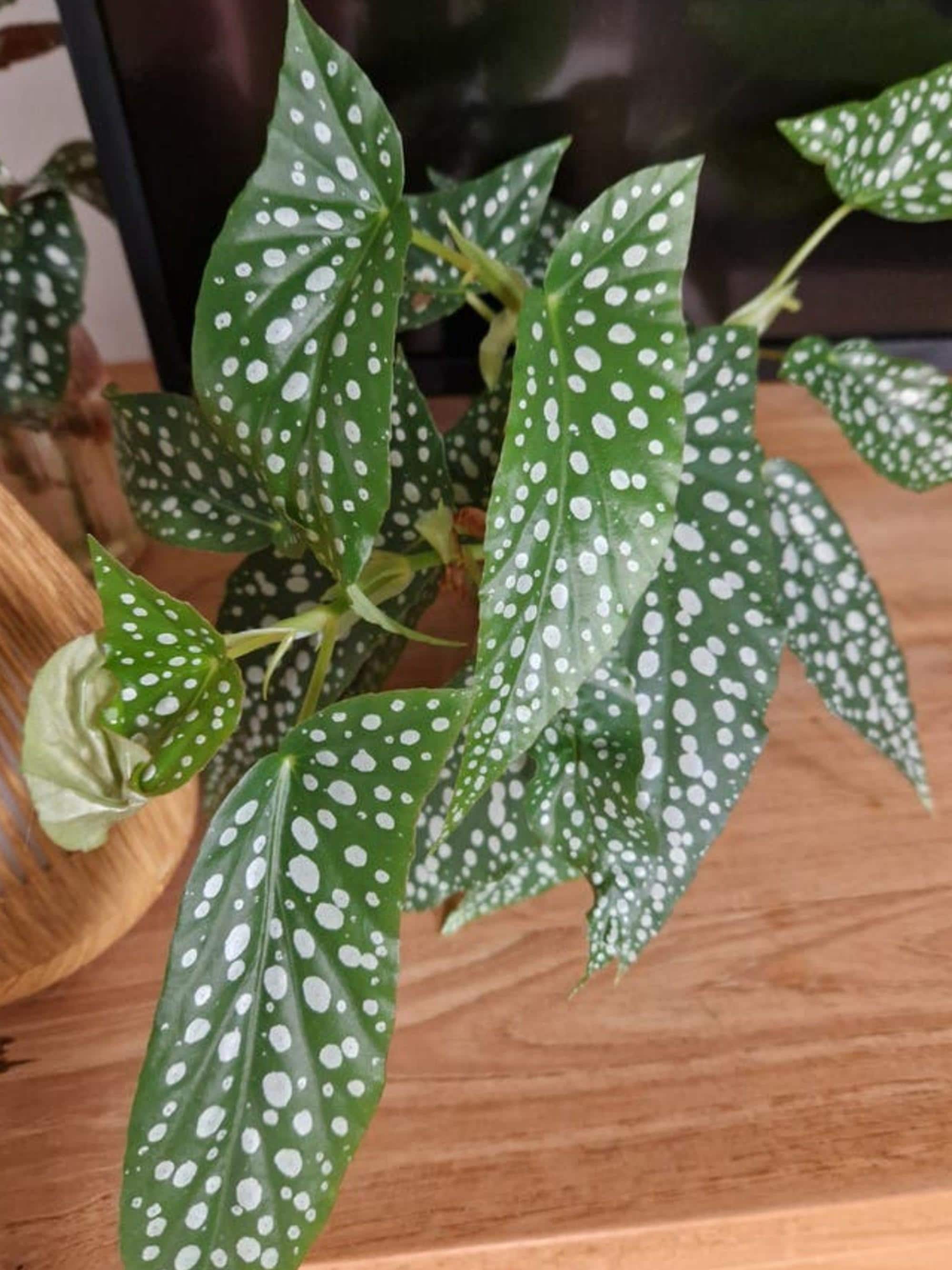 Begonia Double Dot cutting