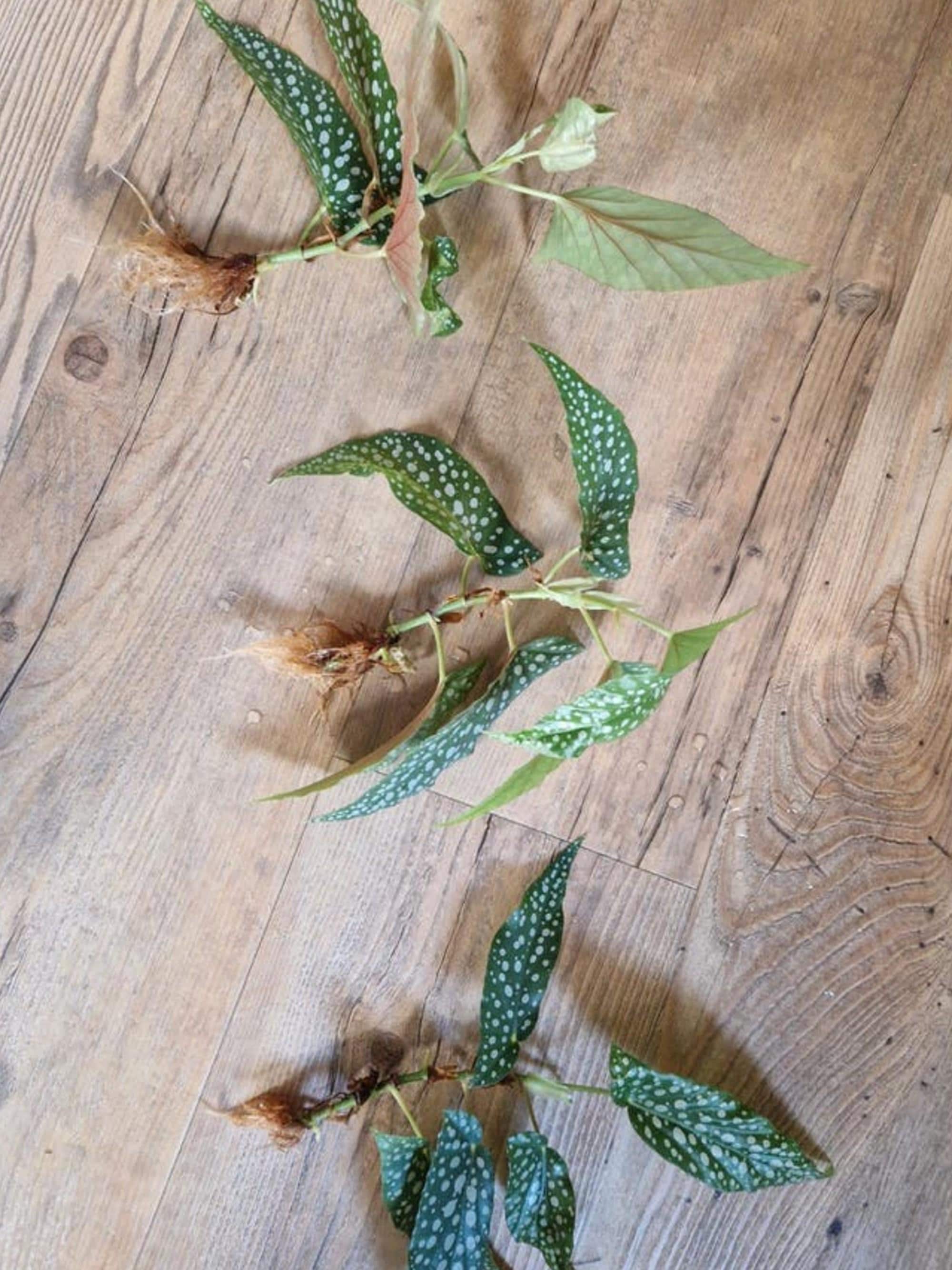 Begonia Double Dot cutting