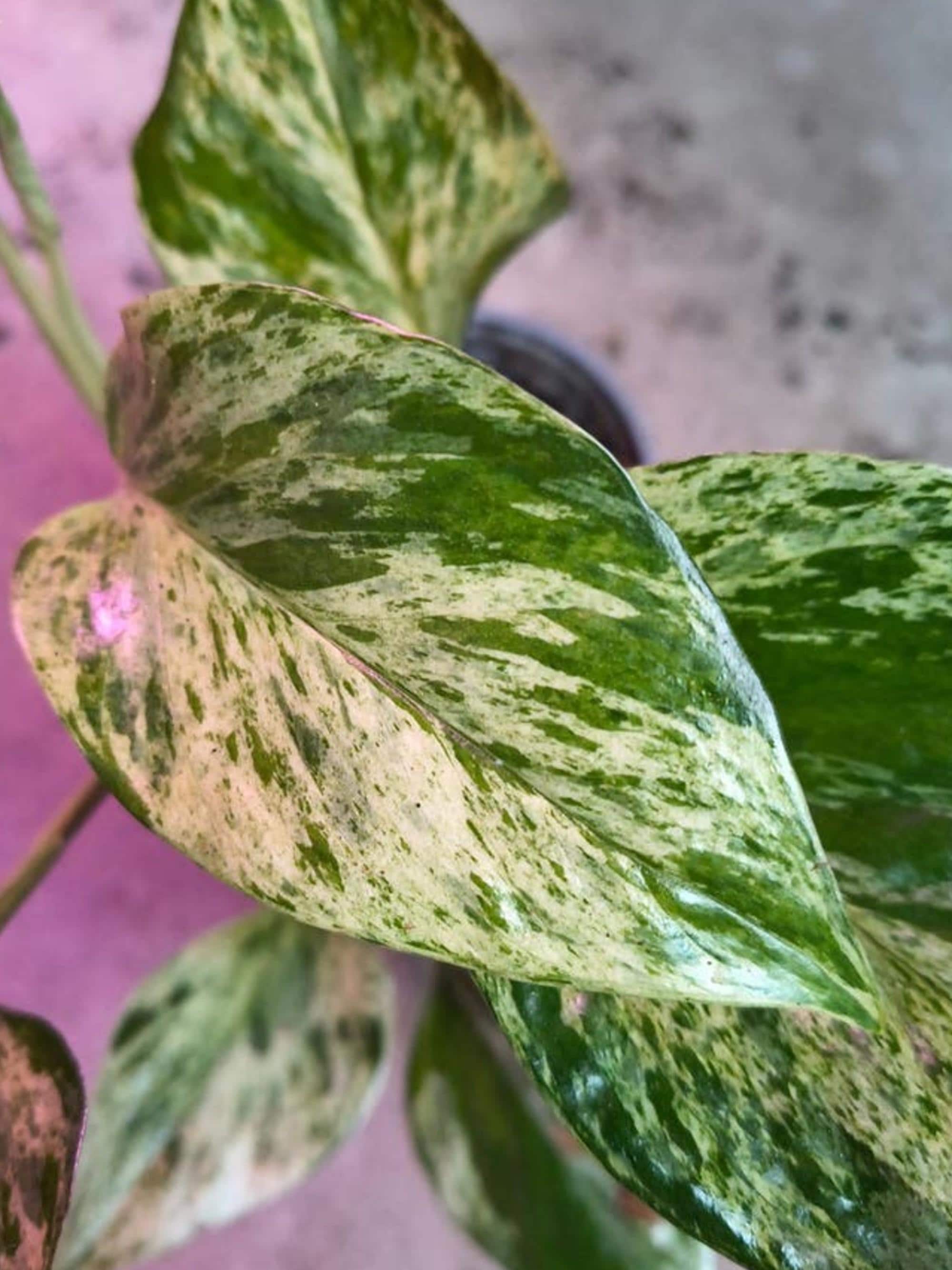 Epipremnum Marble Queen Sport cutting
