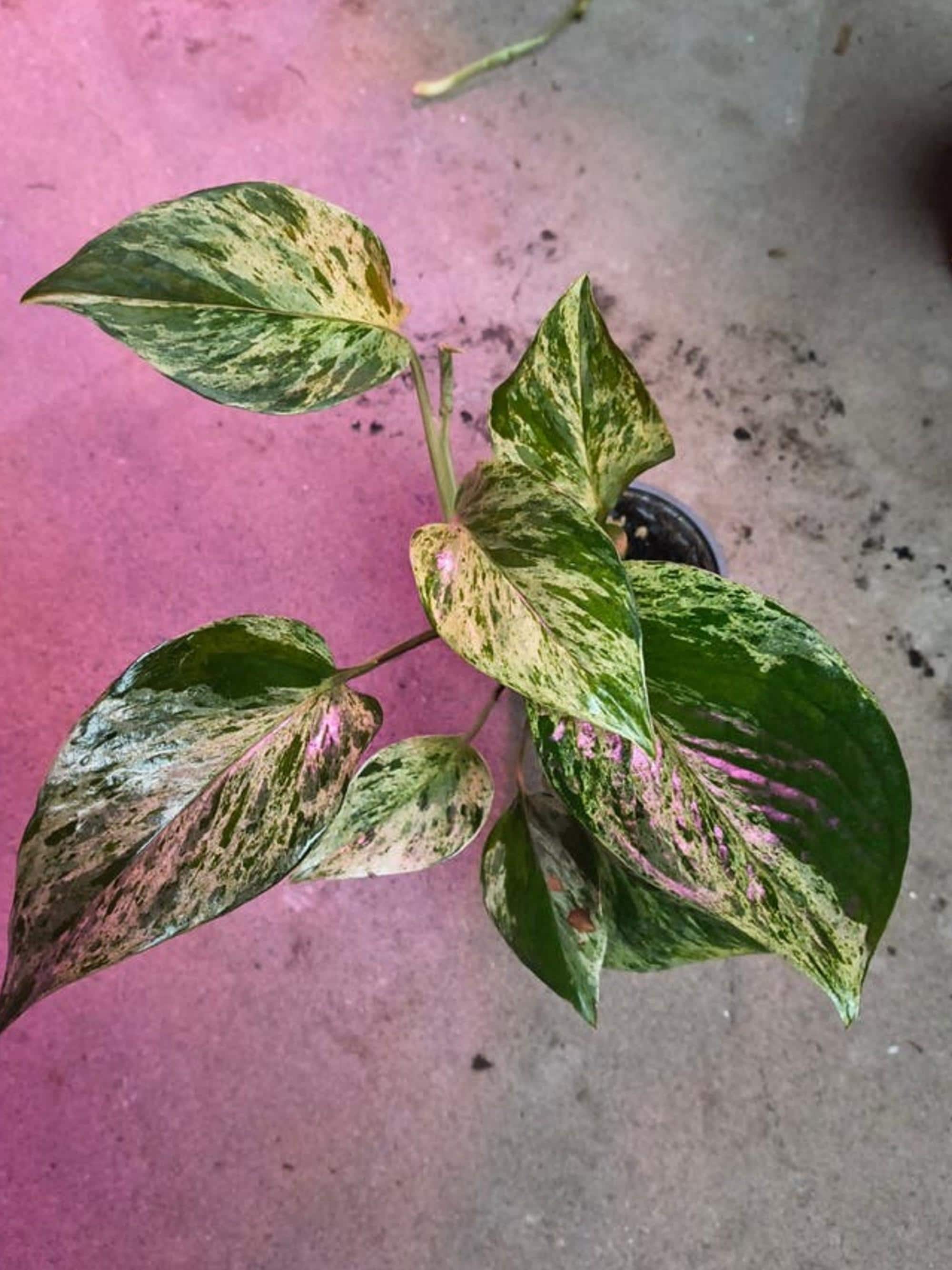 Epipremnum Marble Queen Sport cutting