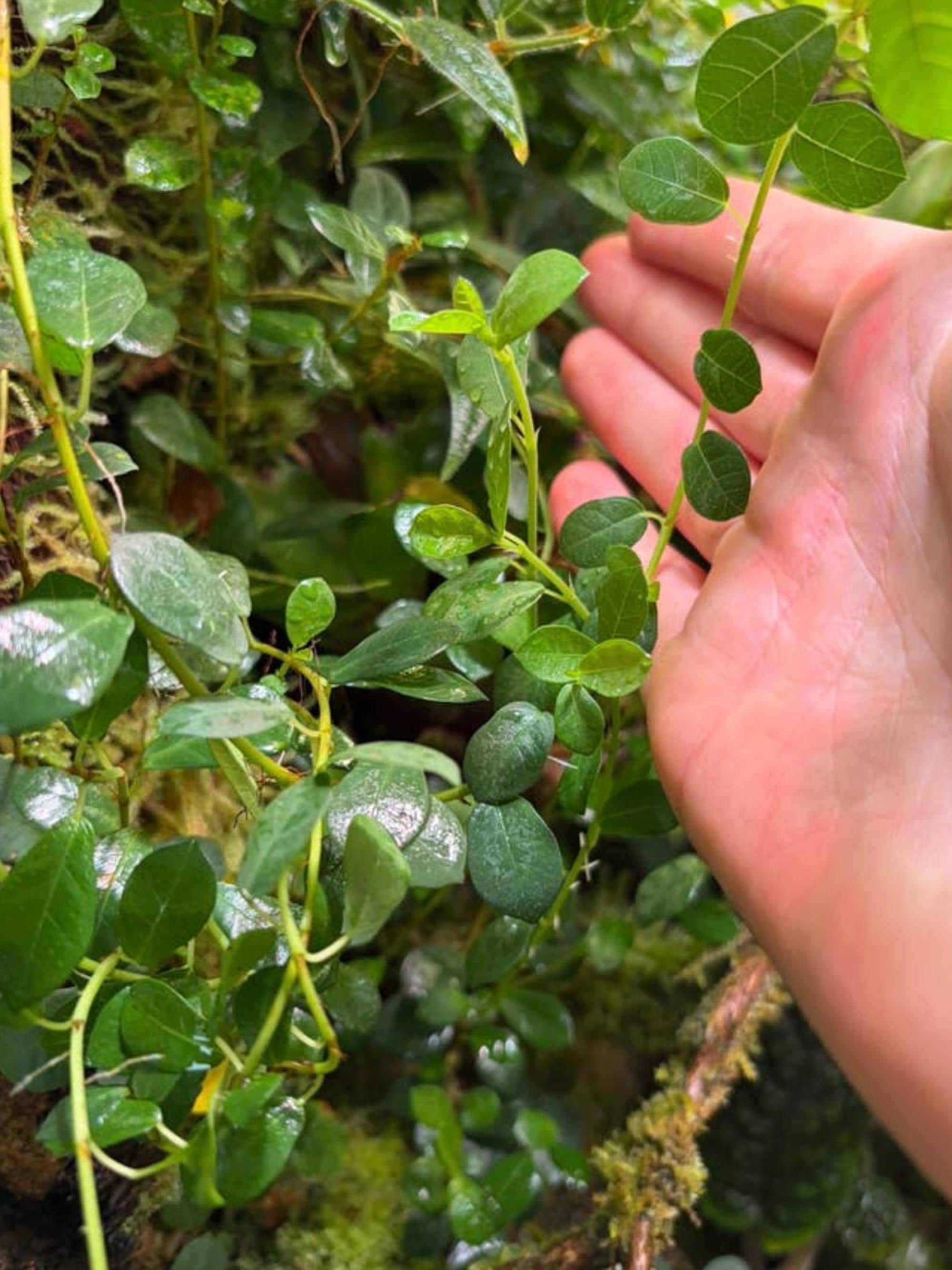 Ficus Vaccinioides cutting