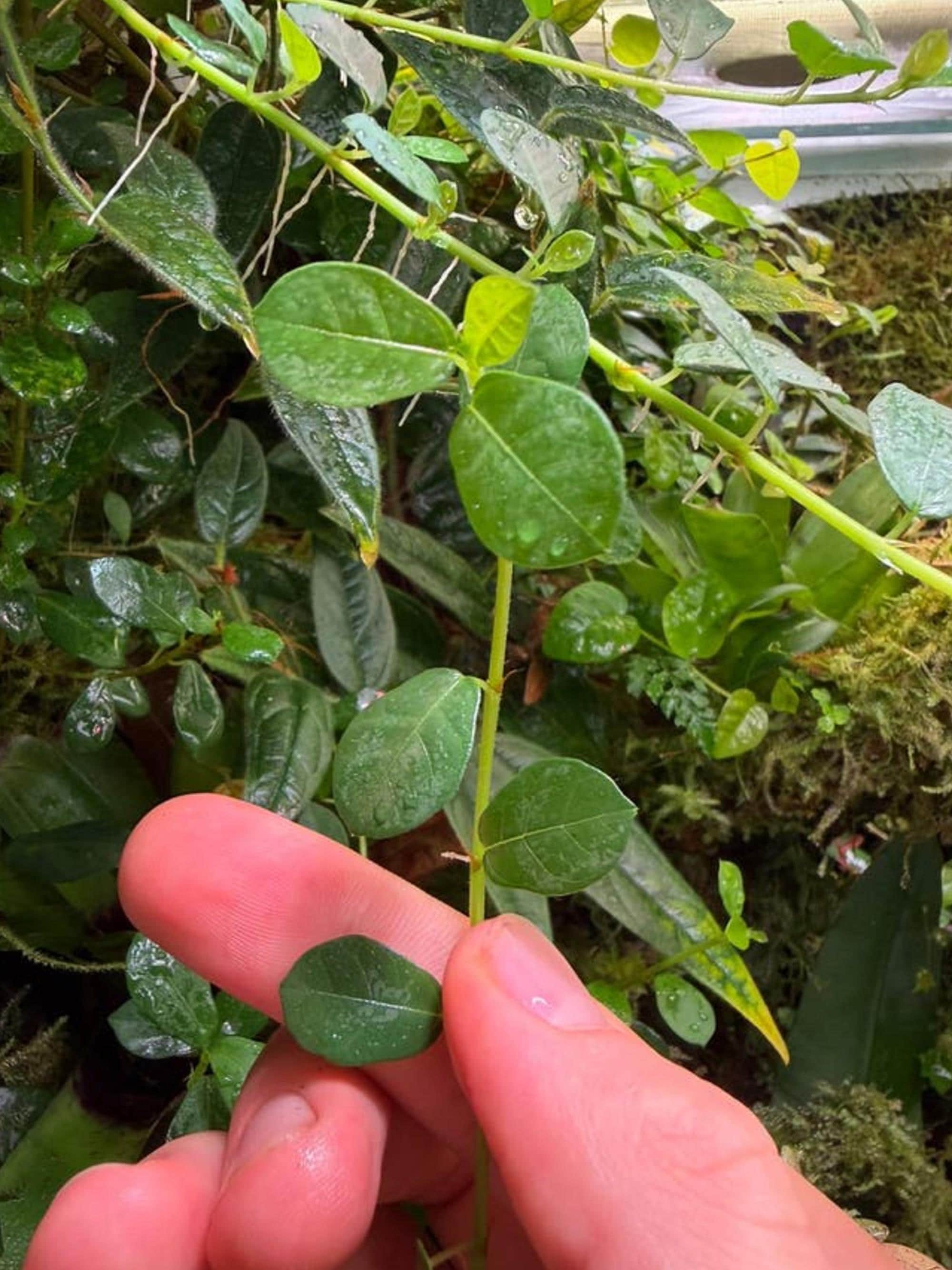 Ficus Vaccinioides cutting