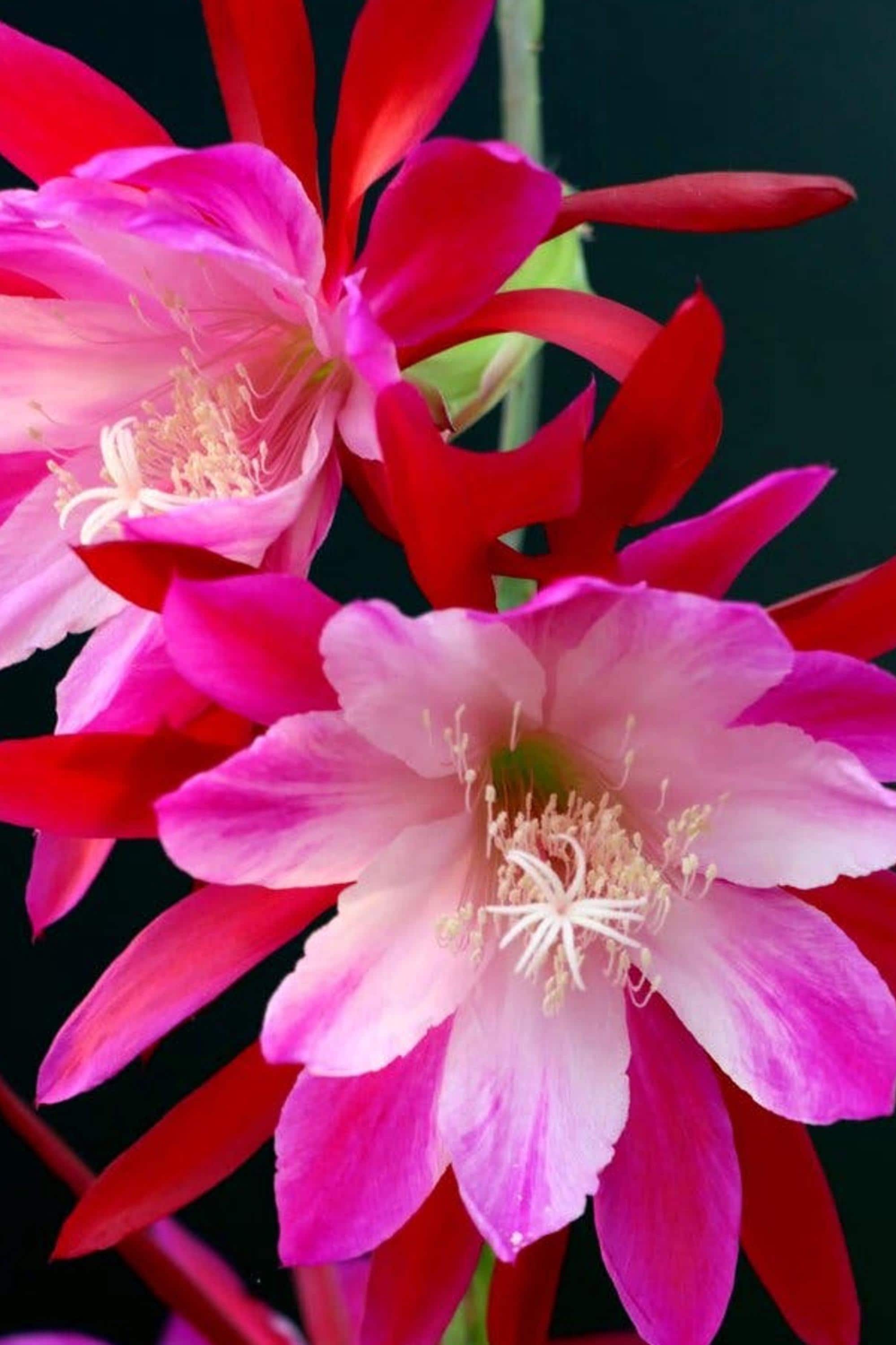 Epiphyllum Emmet Kelly cutting