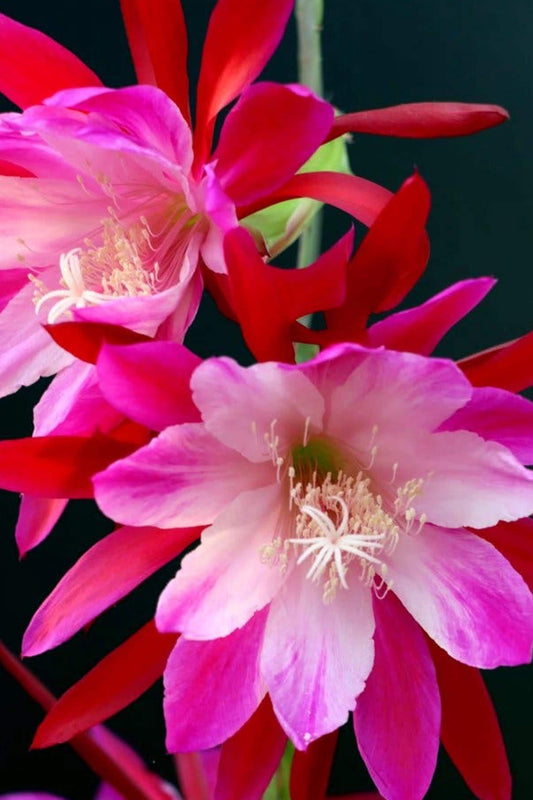 Epiphyllum Emmet Kelly cutting