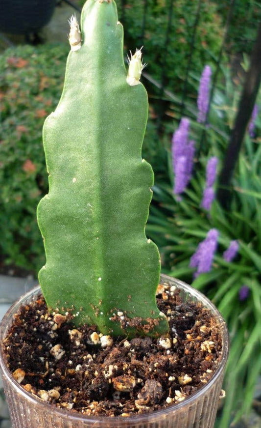 Epiphyllum Grace Ann cutting