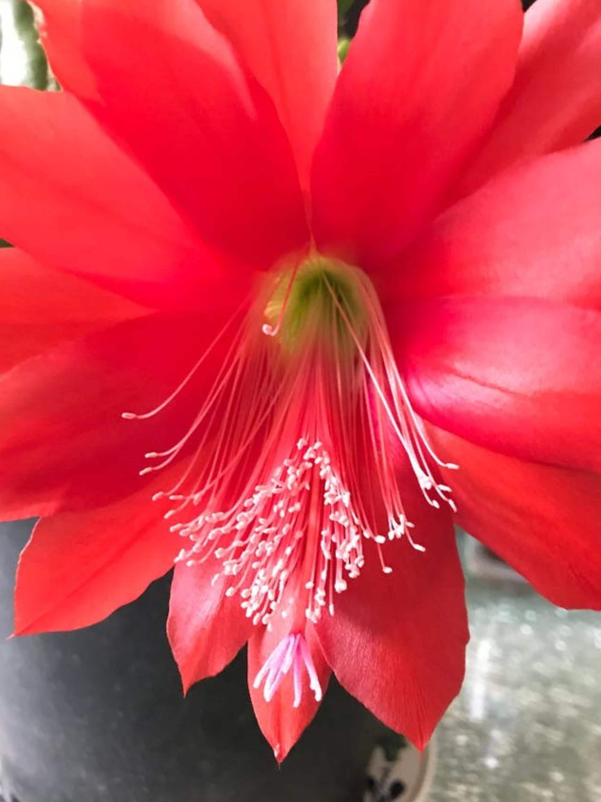 Epiphyllum Ackermannii cutting