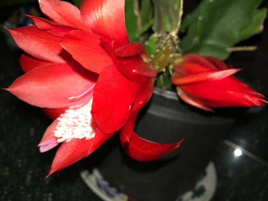 Epiphyllum Ackermannii cutting