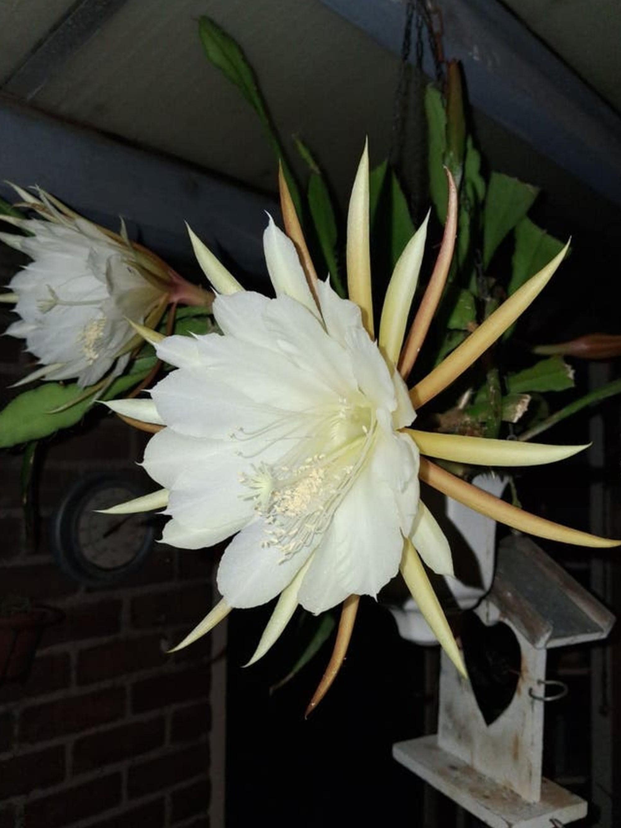Epiphyllum Crenatum cutting