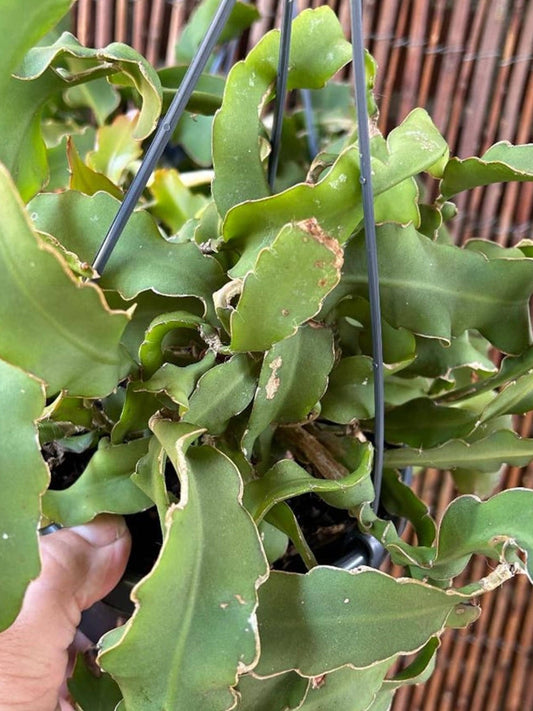 Epiphyllum Guatemalense Monstruosa cutting