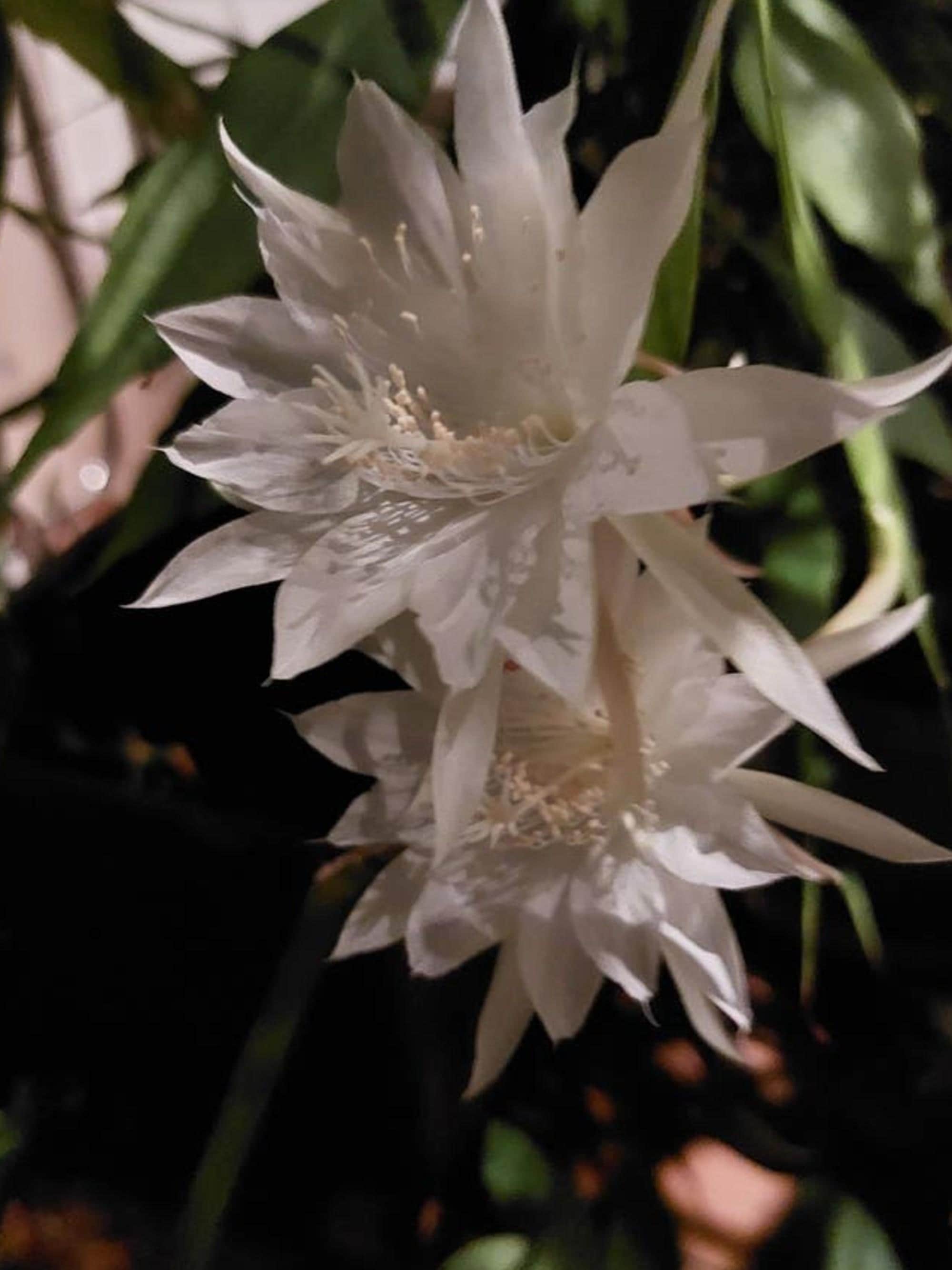 Epiphyllum Pumilum cutting
