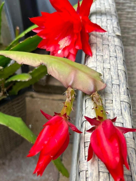 Epiphyllum Albatros cutting