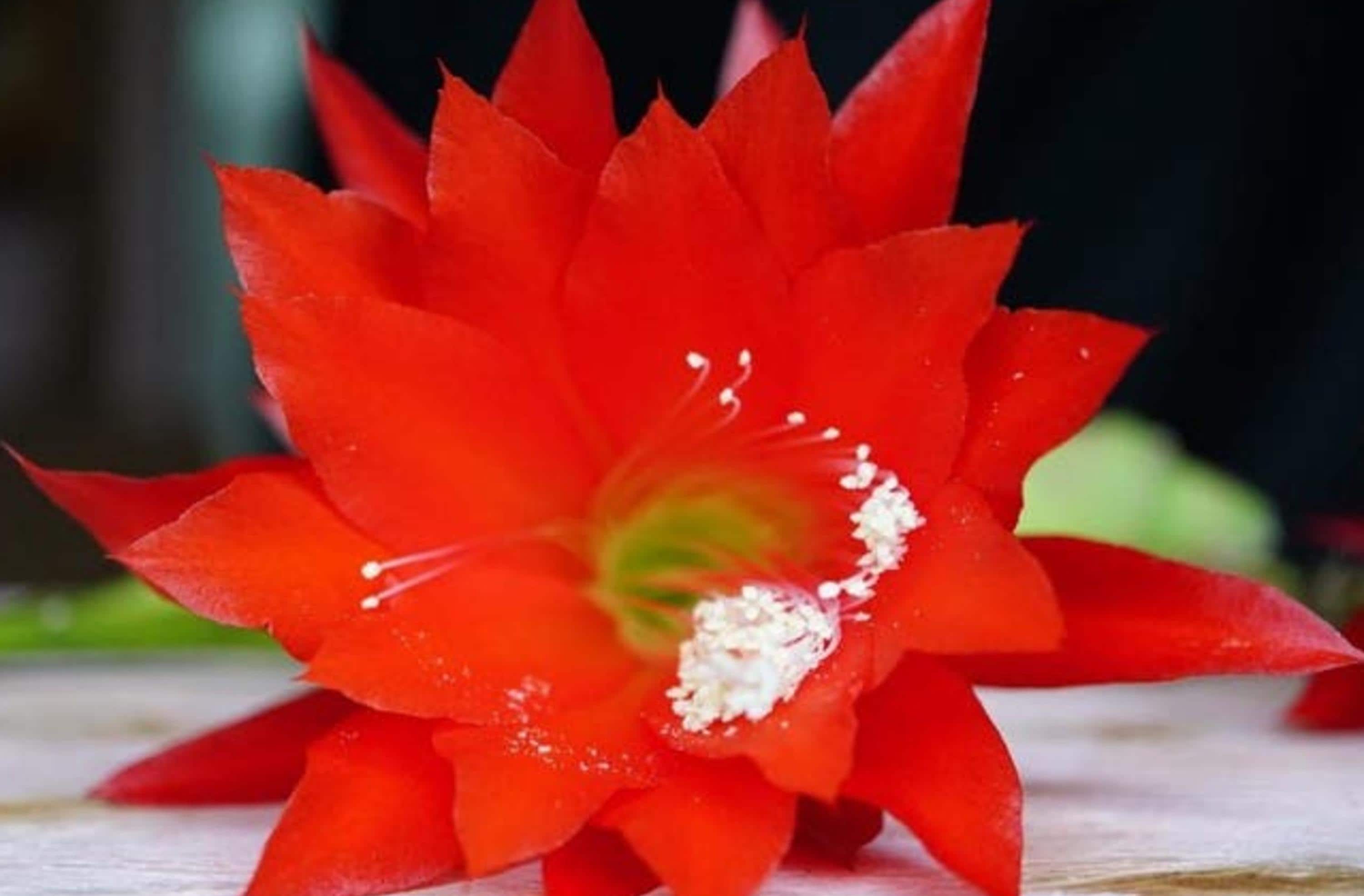 Epiphyllum Albatros cutting