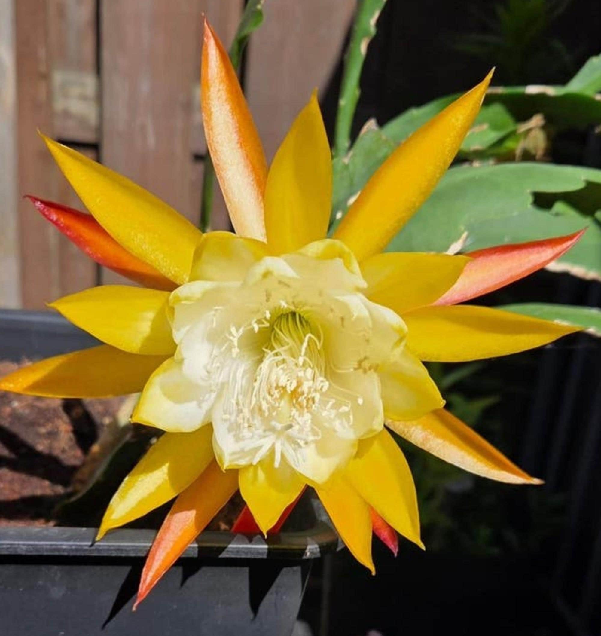 Epiphyllum Callisto cutting